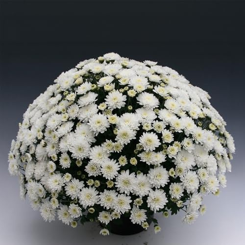 Bedwen Chrysanthemum 'Branfountain White' Plug Plant x4 – White Garden Mum for Autumn Pots & Borders