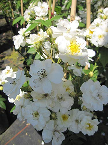 Baumschule Pflanzenvielfalt Rosa Rambling Rector - Kletterrose Rambling Rector