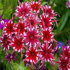 15 semifiori Phlox Twinkle Star