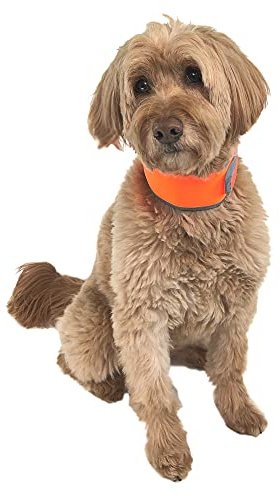 CoolerDog Hi-Vis Cooling Dog Collar for Medium Dogs – Reflective Re-Freezable Ice Collar for Hot Weather & Heat Relief (Orange, Medium)