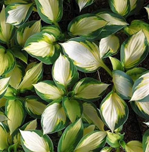 Funkie Color Festival - Hosta cultorum - lebende Gartenpflanze aus den Baumschulen