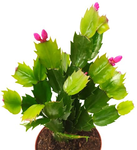Schlumbergera Truncata - Cactus de Navidad - Flor de Pascua - Planta Exclusiva