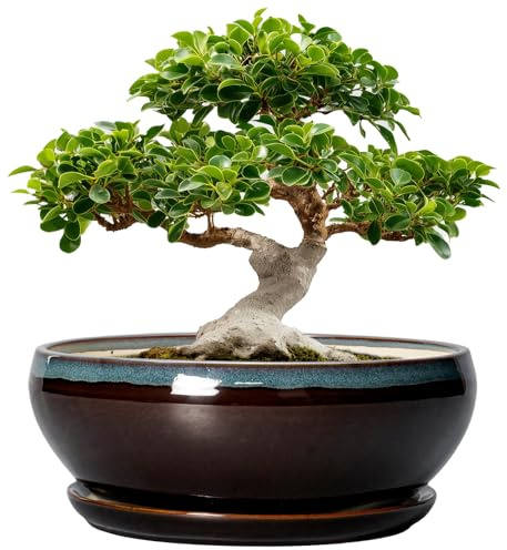 SQOWL Bonsai-Pflanzgefäß, 30,5 cm, Keramik, Sukkulententöpfe, groß, runde Flache Pflanzentöpfe für den Innenbereich, mit Ablaufloch und Untersetzer, Schale, Übertopf für den Außenbereich, für Blumen