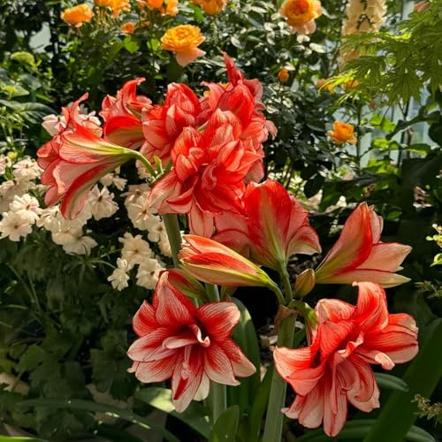2bulbi di amarillide - freschi, decorazioni da giardino per esterno da amarilli, forniture da giardino a primaverile, rara
