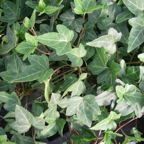 24 x Efeu 'Shamrock' - Hedera helix 'Shamrock' Topf 9x9cm, für 3m² : Ein pflegeleichter, immergrüner Efeu für den Garten