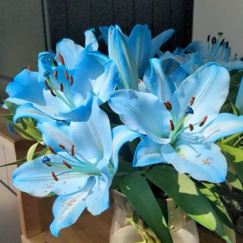 Eccellente Giglio Bulbi, piante erbacee perenni, lilium in vaso, profumate, pianta lily(Non artificiali)-10 Bulbi-F