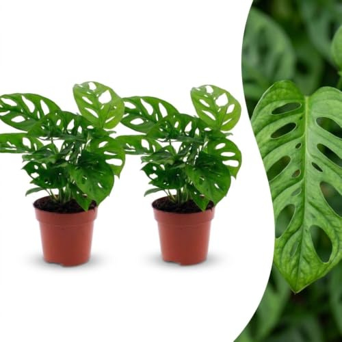Green boutiQ - Monstera Adansonii - Monstera Adansonii - 2 Plantes - Pot 12cm - Hauteur - 25cm