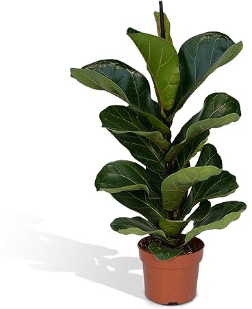 La Green Touch - Ficus Lyrata - Plante d'intérieur - Pot 17cm, Hauteur 75 cm