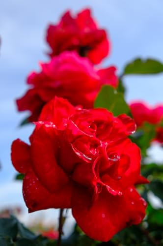 Vannucci Piante - Rosa ad alberetto in vaso, pianta vera, pianta per terrazzi e balconi (Rossa)