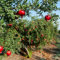 granado resistente - semillas fruto columnar fruto en espaldera jardín árbol frutal macetas árbol frutal productos sostenibles plantas de interior semillas de frutas comprar árboles 5pcs