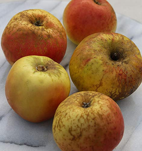 Apfelbaum Pannemanns Tafelapfel 60-80cm - fest und saftig - lebende Gartenpflanze aus den Baumschulen