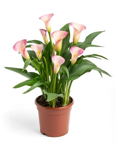 Lirio de Agua o Cala Planta Natural de Interior Exótica y Fácil de Cuidar