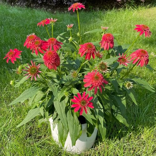 sonnenhut mehrjährig garten sonnenhut blumendeko bodendecker winterhart mehrjährig, winterfeste für balkon， kräutergarten winterhart zimmerpflanzen 500samen