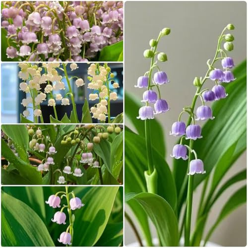 bulbi di mughetto resistenti perenni - precoci, esotiche primaverili balcone 15pcs