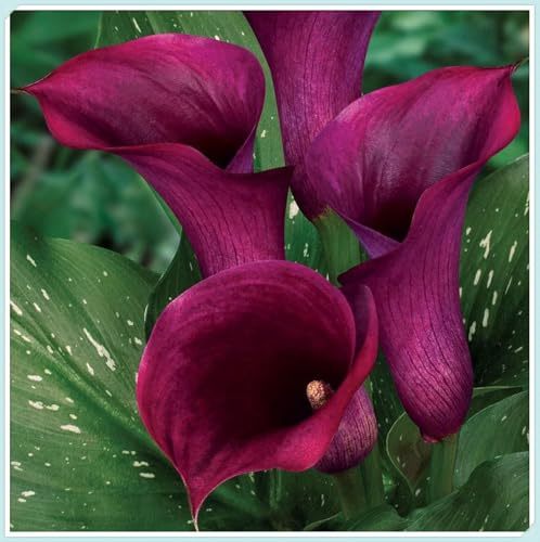 Fácil de cultivar. Bulbos de Cala-En maceta,Otoño o primavera -Excelente para plantar en interiores o exteriores.-10 bulbos