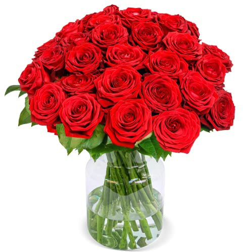 Premium Rosenstrauß, 20 Red Naomi Rosen als Ideales Blumengeschenk, 80 Blüten pro Stiel, Qualität vom Floristen, 7-Tage-Frischegarantie, Schneller Blumenversand