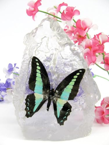 In Kunstharz gegossene Schmetterlinge, Insekten, Skorpione und mehr. Briefbeschwerer, Icemountain, nicht scharfkantig (Schmetterling 05)