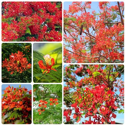 semi resistenti di albero di fiamma, comprare da giardino aiuola rialzata per balcone biologici vecchie varietà serra decorazione 25pcs