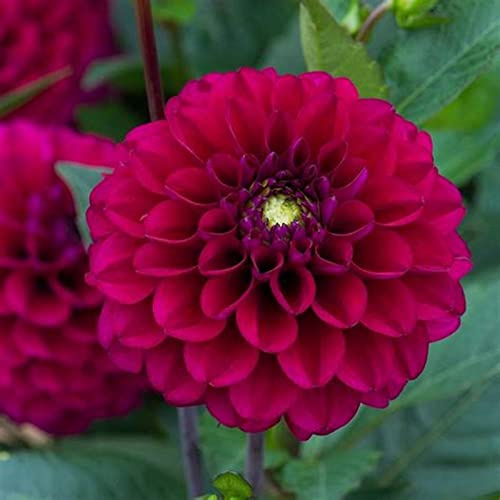 doble floración, multicolor de alto rendimiento. fácil de cuidar, larga floración, Dalia resistente al invierno, fácil de cultivar, 10bulbos-C
