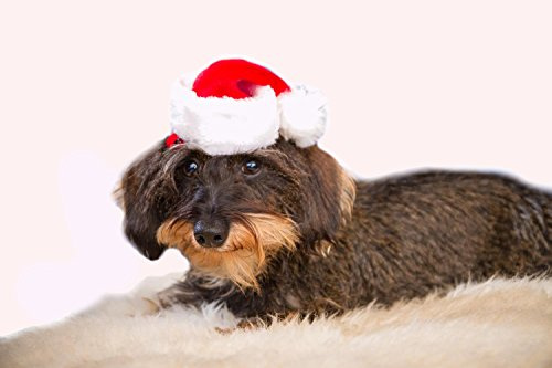Mini-Nikolausmütze für Tiere, Hunde, Katzen, Weihnachtsmütze, Dekorationsmütze, vielseitig, rot-weiß