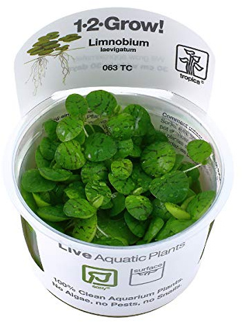 Tropica In Vitro 1-2-grow! Live Aquarium Plants (Limnobium Laevigatum)
