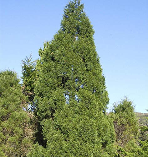 Zypressen Wacholder Spartan 40-50cm - Juniperus chinensis - lebende Gartenpflanze aus den Baumschulen