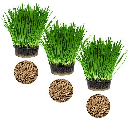 Cat FurNature - Cat Grass 3 Pack - Oat