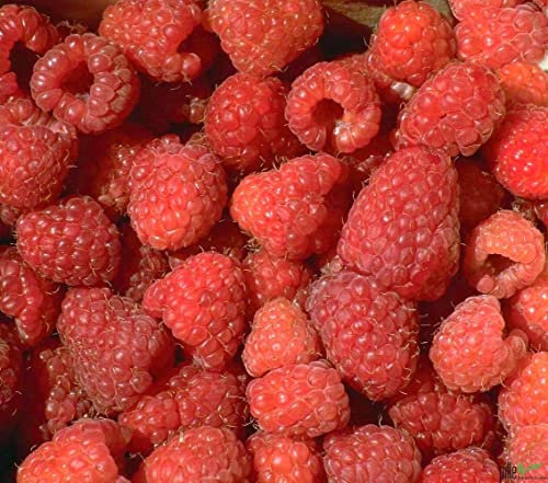 3er Set Himbeere Malling Promise Golden Everest Zefa Himbeeren im 2 Liter Topf 60-100 cm