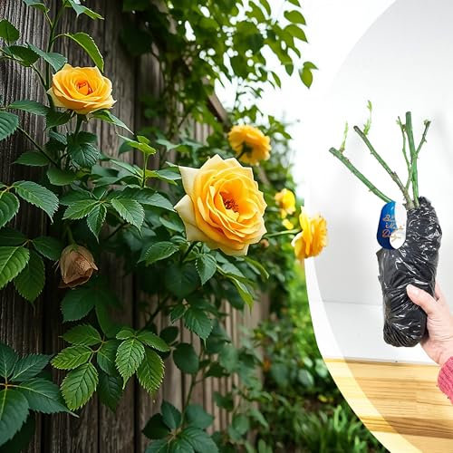 Rosa rampicante gialla a radice nuda Goldfassade, rosa resistente per esposizioni verticali vivaci, bordi del giardino e accenti per vialetti