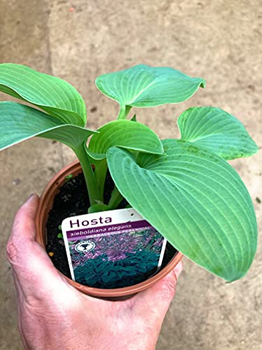 3 x Hosta sieboldiana VAR. 'Elegans' (Giant Blue Hosta) Bare Root (Free UK Postage)