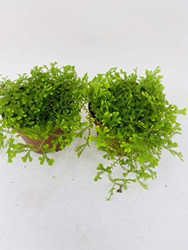 *Two Frosty Fern Spike Moss - Selaginella - Easy to Grow - 2.5 Pot