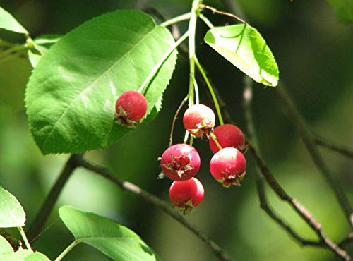 Green Future Pflanzenhandel Kupfer-Felsenbirne Amelanchier lamarckii Pflanze 5-10cm Lamarcks Felsenbirne