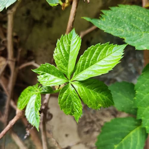 semi resistenti di vite selvatica, da balcone di vite americana, sospese, viticci per decorazioni di recinti per luoghi soleggiati parete verde, decorazione 50pcs