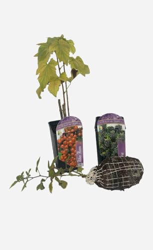 Arbusti da Frutto Selezionati – Varietà Resistenti e Produttive – Facili da Coltivare – Frutti Gustosi per Orto e Giardino – Formato Astuccio 3 Confezioni