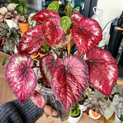 semillas de begonia extraño balcón ornamentales con interior exóticas jardín Decoraciones exteriores 600pcs