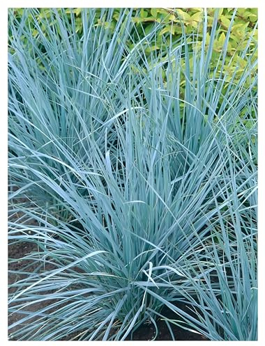 Stauden Gänge 3 x Elymus magellanicus Magellan winterhart | Mittelhohes Ziergras für Sonne, Blüte Juni bis Juli, mehrjährig, 1 L Topf (11x11 cm)