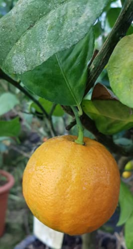 Citrus meyeri var. Sanguine greffé sur Volkameriana/Citron Meyer sanguin/Conteneur de 5 à 6 litres/Tigette