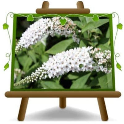EURO PLANTS VIVAI Buddleja Davidii Bianca (Pianta della Farfalla) Vaso ø 18 cm Altezza 40-50 cm
