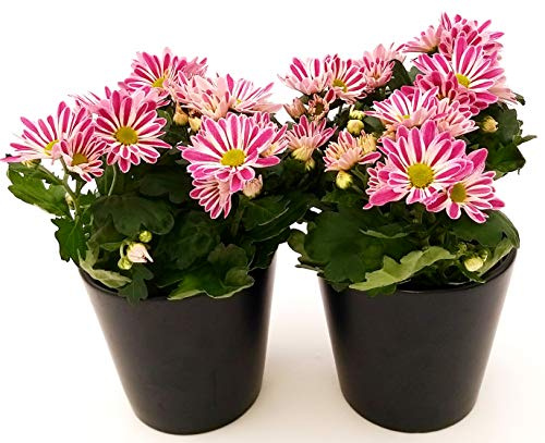 POWERS TO FLOWERS - CRISANTEMO ROSA BICOLORE, 2 PIANTE vaso 12cm, Piante Vere