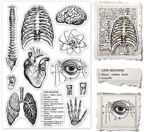 GLOBLELAND Menschliches Organ Transparente Stempel für Scrapbooking Körper Wirbelsäule Klare Stamps Gehirn Herz Lunge Silikonstempel Für Kartengestaltung DIY Prägung Journaling