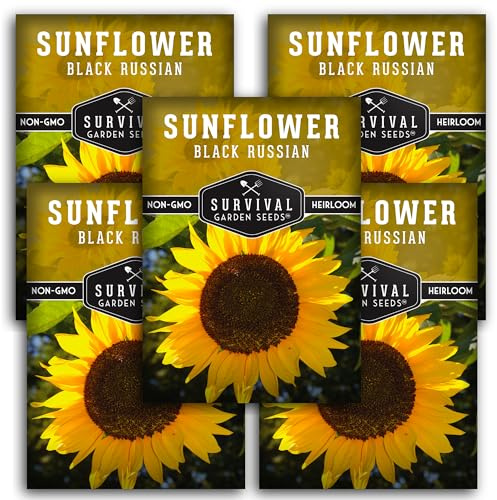 Black Russian Sunflower Seeds for Planting | Classic Tall Variety for Oil or Bird Seed Harvest – Heirloom Non-GMO – Survival Garden Seeds (5 Packs)