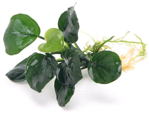 K2AQUA Anubias Coin Leaf Live Aquarium Plant Compact Round Green Leaves Easy Care Low Maintenance Foreground Midground Freshwater Tropical Tank Natural Decoration Beginner Friendly