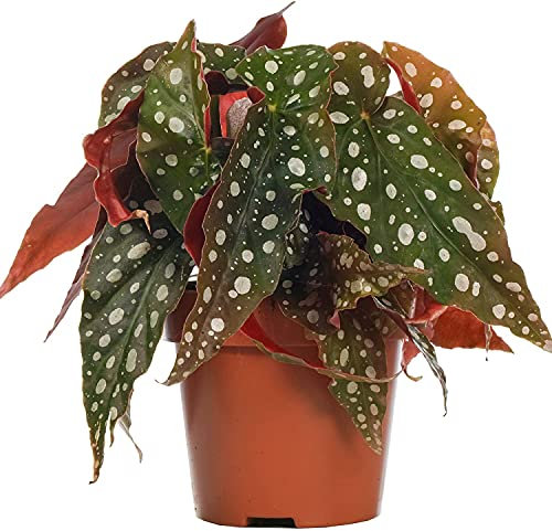 DECOALIVE Planta de Interior Begonia Maculata Wightii Planta Natural (8436601573094)