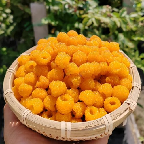 himbeeren bio - topfpflanzen draußen winterhart garten zwergobstbäume indoor balkon deko exotische 250samen