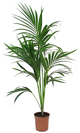KENTIS - Howea Forsteriana Kentia - Palma - Piante da Interno Vere - H 90-110 cm Vaso Ø 20 cm
