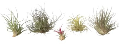 Plant in a Box - Tillandsia mélange de plantes - Set de 5 - Plantes aériennes vraies - Plantes d'ambiance - Plantes d'intérieur - Hauteur 5-15cm