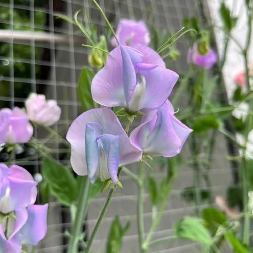 wicken, duftwicke - gartendeko für draußen kräuterpflanzen edelwickensamen balkonblumen schnittblumen wildblumen exotische blumenbeet zierblumen für sonnige plätze dekopflanzen ranke 850samen