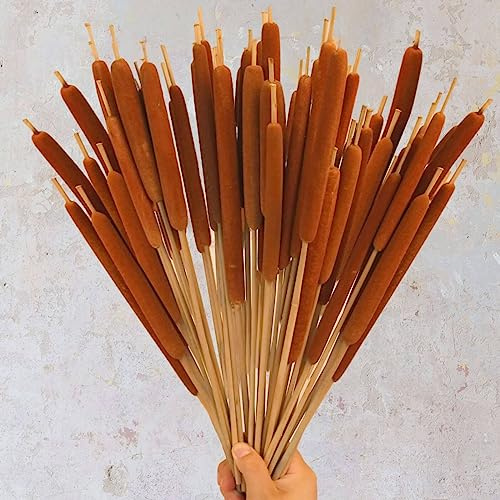 Dried Natural Brown Cattails Flowers - 20PCS Real Broadleaf Pencil Cattail Stems Bundles, 17'' Bulrush Plants Dry Flower for DIY Floral Arrangements, Wedding Home Office Gardens Decor