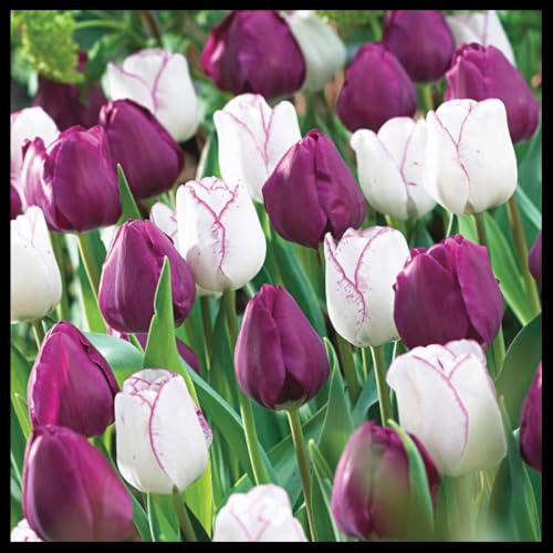 Winterhart pflanzen, Mehrjährige Blumenzwiebel ist winterhart,Blumenzwiebel Mix, Mysteriöse magische Glühbirne, Winterhart zwiebeln-3 Seltene tulpen zwiebeln