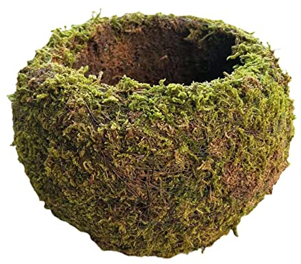 WIVAYE Maceta de Musgo Con Forma de Bola, 7 cm, Tejido Natural, Bonsái, Nido de Pájaro, Kokedama para Hogar, Mesa, Decoración de Oficina